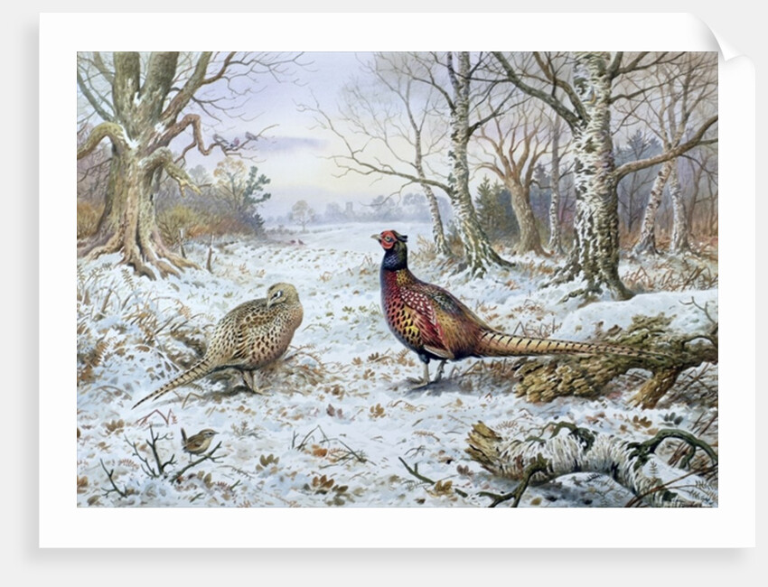 Pair of Pheasants with a Wren by Carl Donner