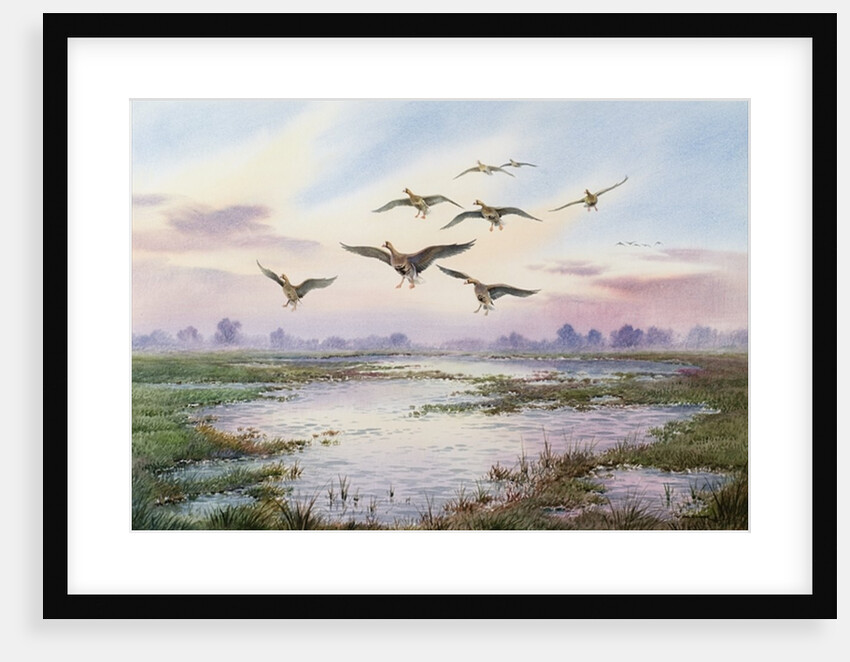 White-Fronted Geese Alighting by Carl Donner