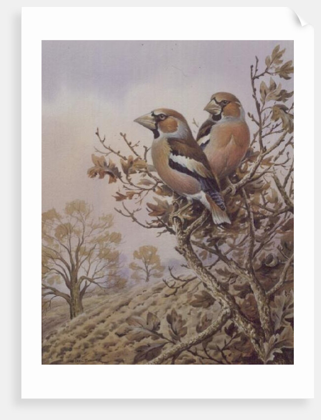 Pair of Chaffinches by Carl Donner