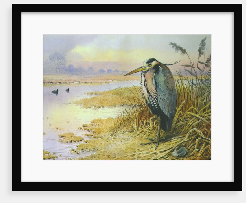Grey Heron by Carl Donner
