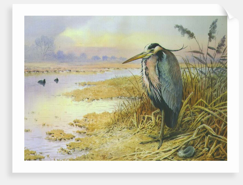 Grey Heron by Carl Donner