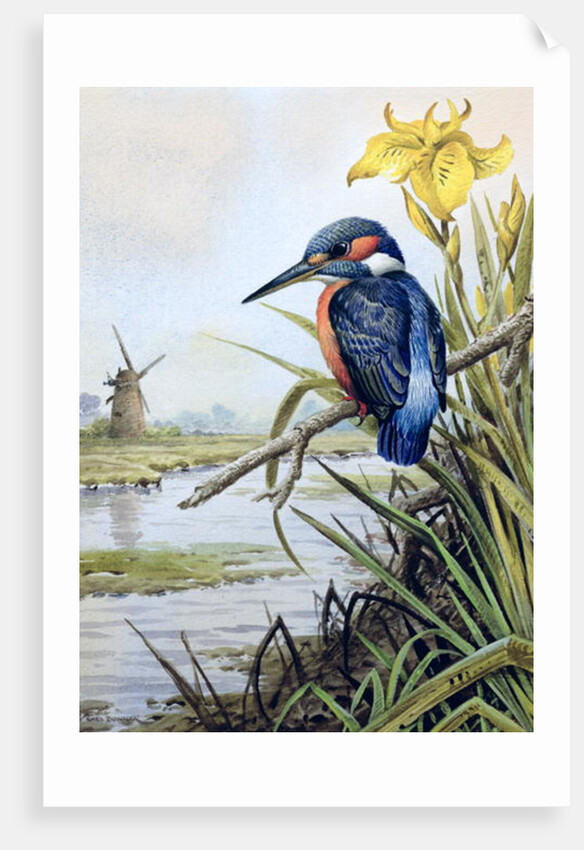 Kingfisher with Flag Iris and Windmill by Carl Donner