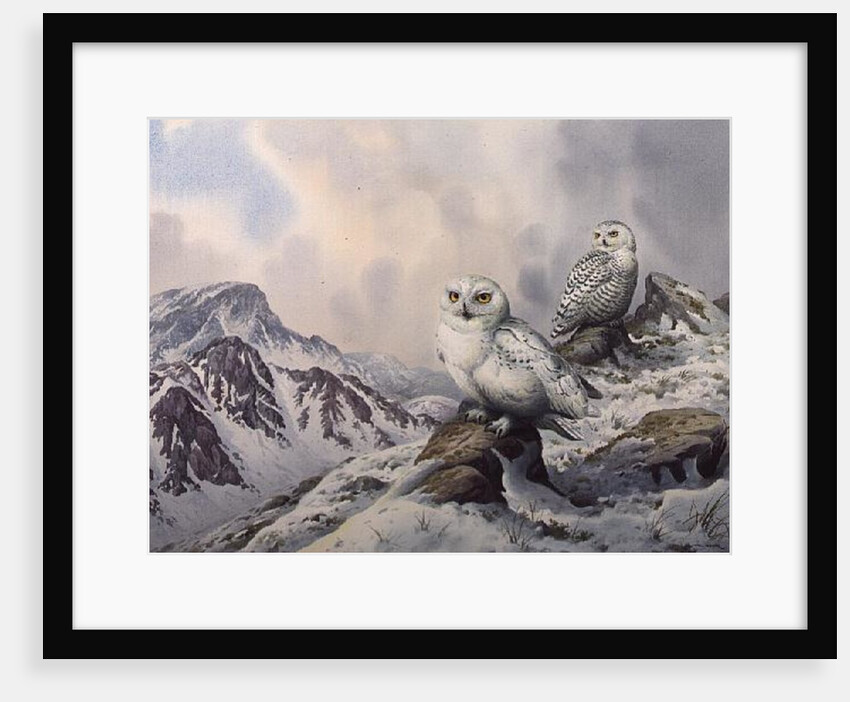 Pair of Snowy Owls in the Snowy Mountains, Australia by Carl Donner