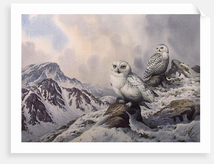 Pair of Snowy Owls in the Snowy Mountains, Australia by Carl Donner