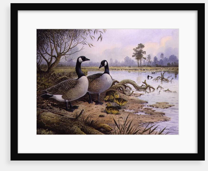 Geese: Canada by Carl Donner