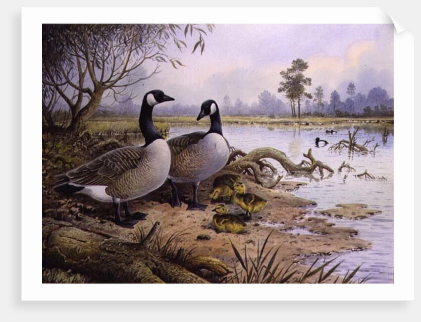 Geese: Canada by Carl Donner
