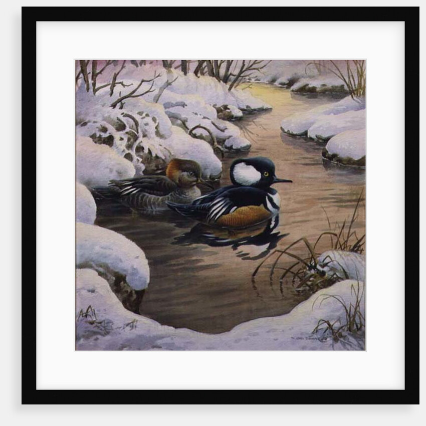 Hooded Mergansers on a Pool by Carl Donner