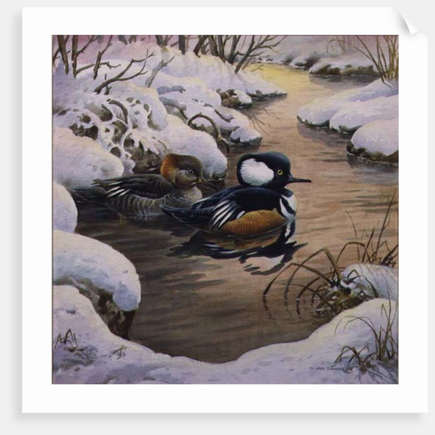 Hooded Mergansers on a Pool by Carl Donner