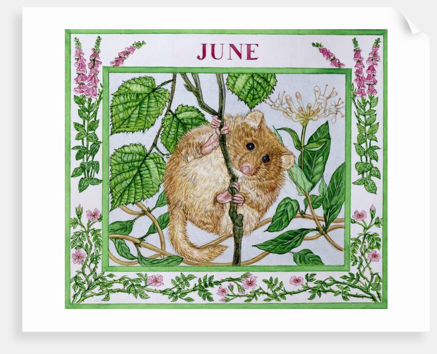 June by Catherine Bradbury