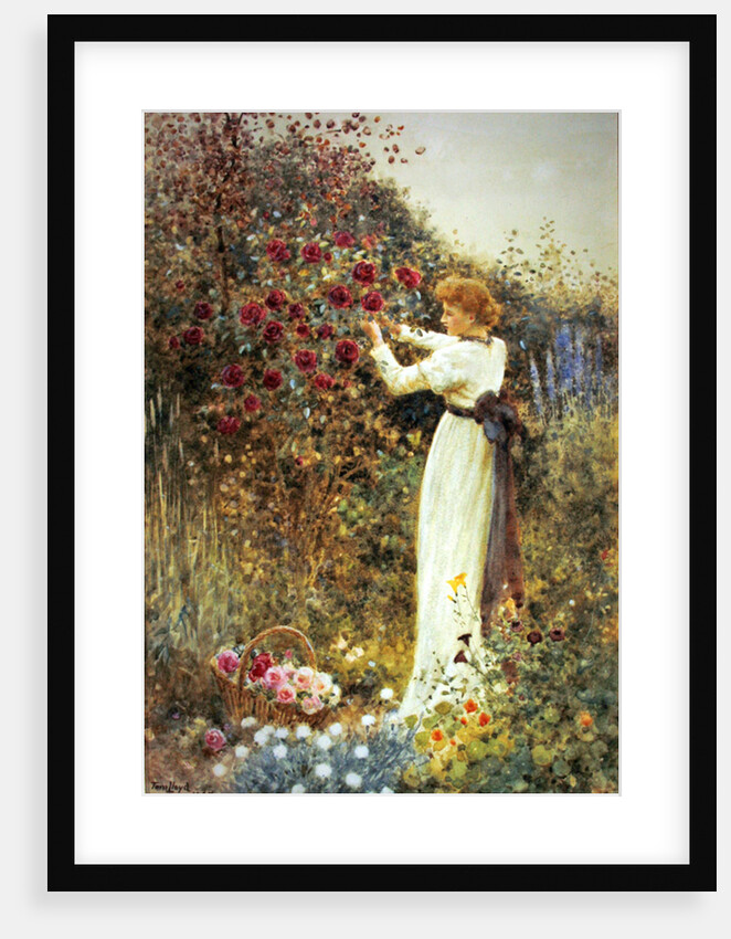 Roses, 1867 by Thomas James Lloyd