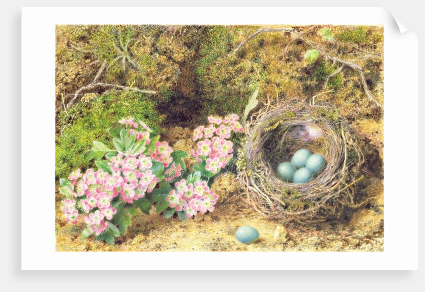 Bird's nest and blossom by John Sherrin