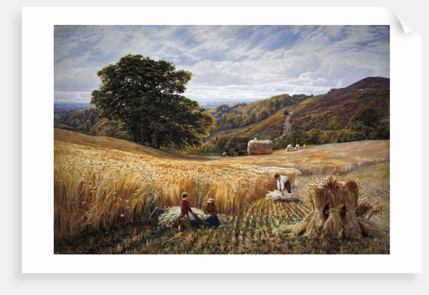 Harvest time near Holmbury Hill, Surrey, 1865 by George Vicat Cole