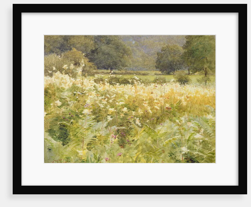 Meadowsweet by Walter Frederick Roofe Tyndale