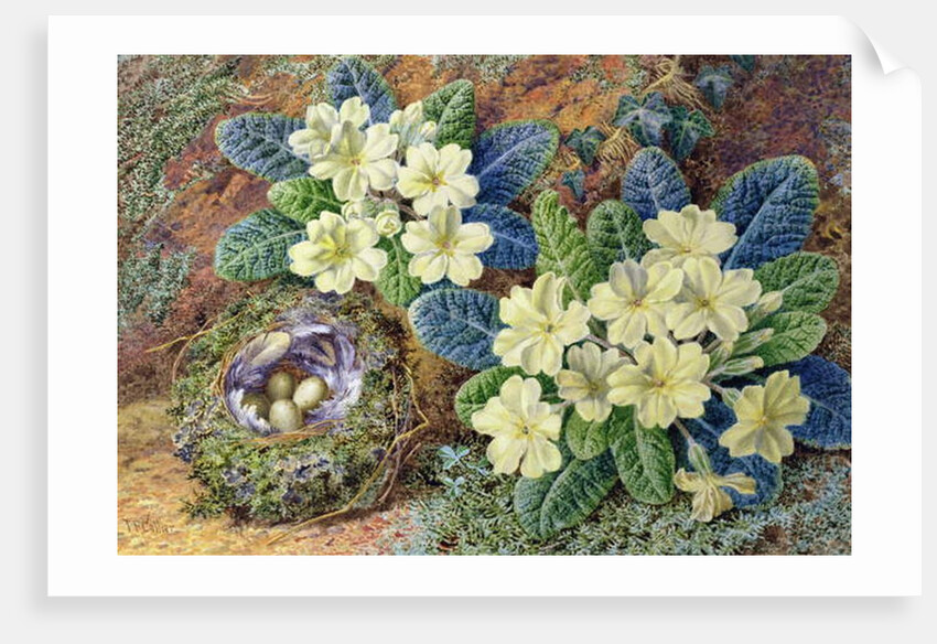 Primroses and a bird's nest by Thomas Frederick Collier