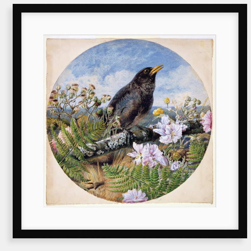 Blackbird, 1864 by Harrison William Weir