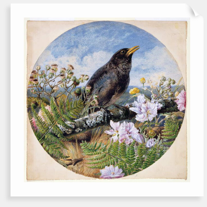 Blackbird, 1864 by Harrison William Weir