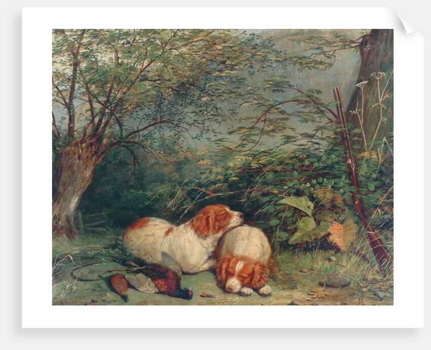 Dogs and Pheasant, 1840 by Richard Ansdell