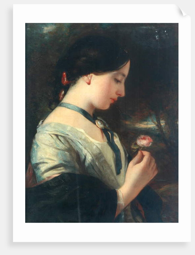 An English Rose by Charles Baxter