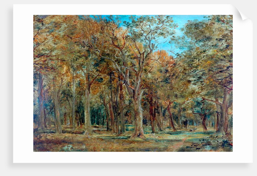 Sherwood Forest by Richard Sebastian Bond