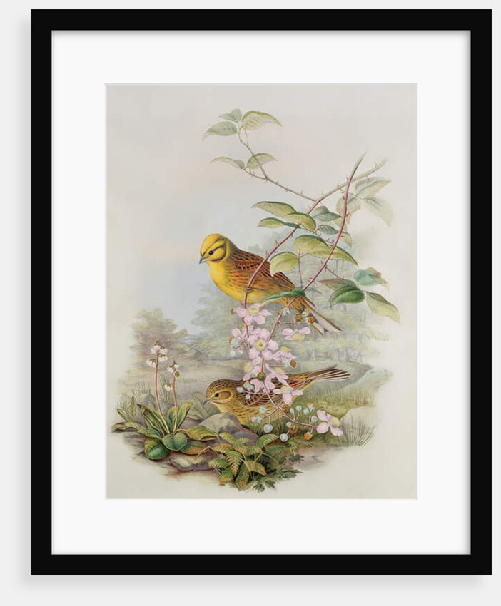 Yellowhammer, 1873 by John Gould