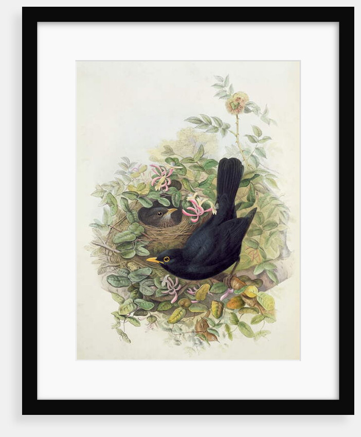 Blackbird, 1873 by John Gould