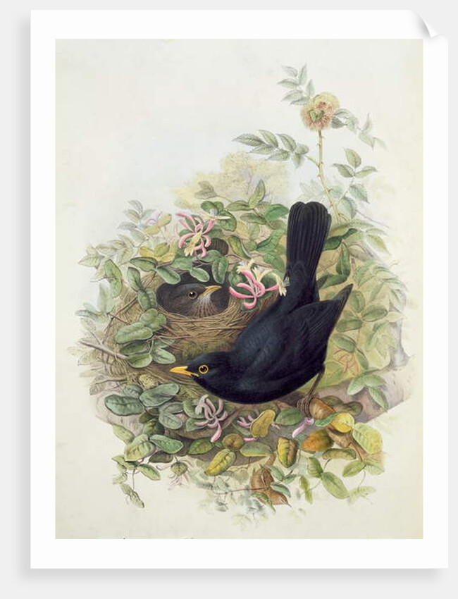 Blackbird, 1873 by John Gould