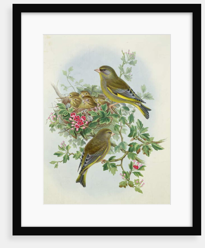 Greenfinch, 1873 by John Gould