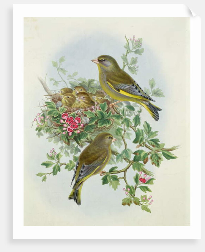 Greenfinch, 1873 by John Gould