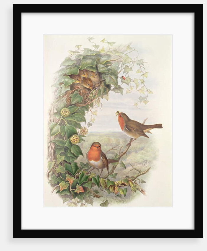 Robin, 1873 by John Gould