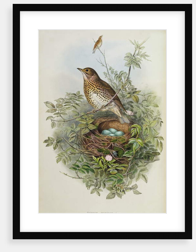 Thrush, 1873 by John Gould