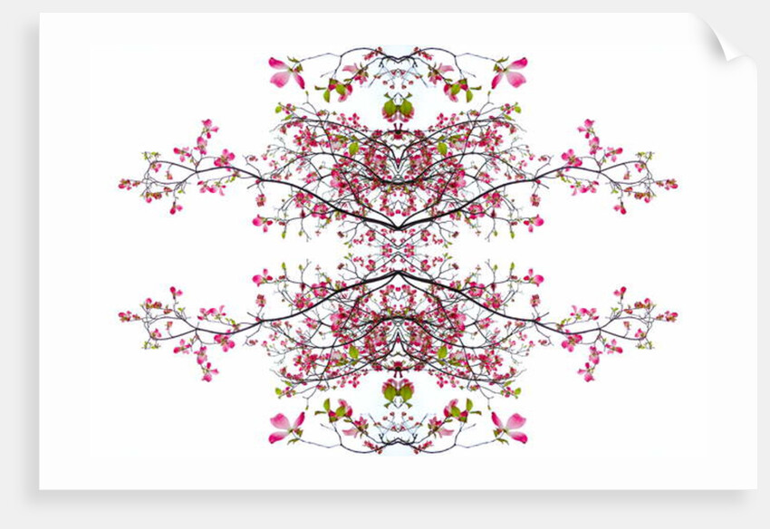 Unnatural 200 by Giovanni Cafagna