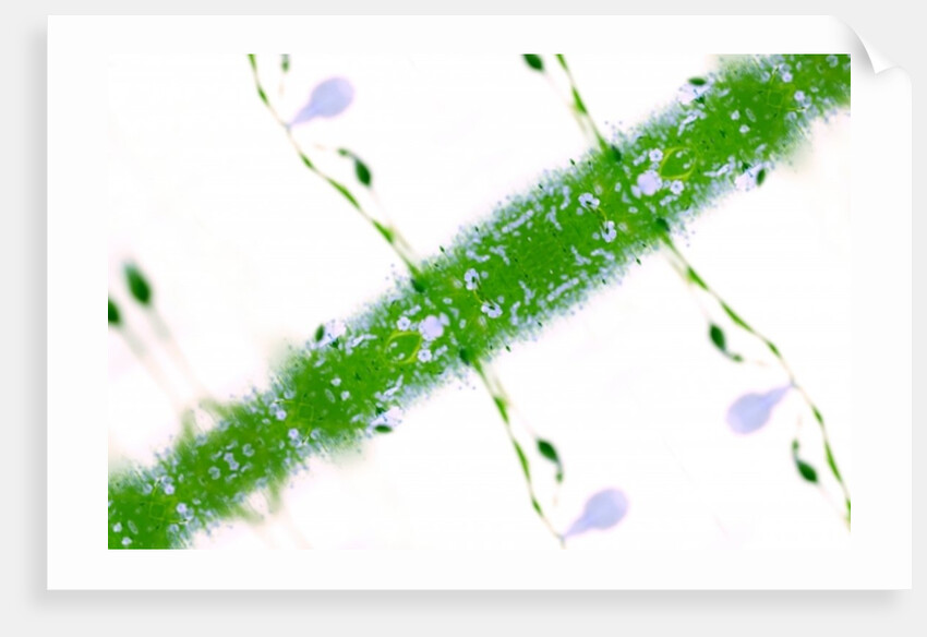 Unnatural 67 by Giovanni Cafagna