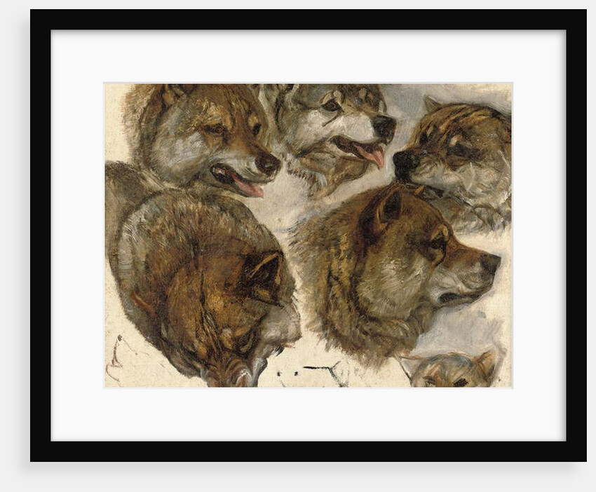 Studies of huskies' heads by George Bouverie Goddard