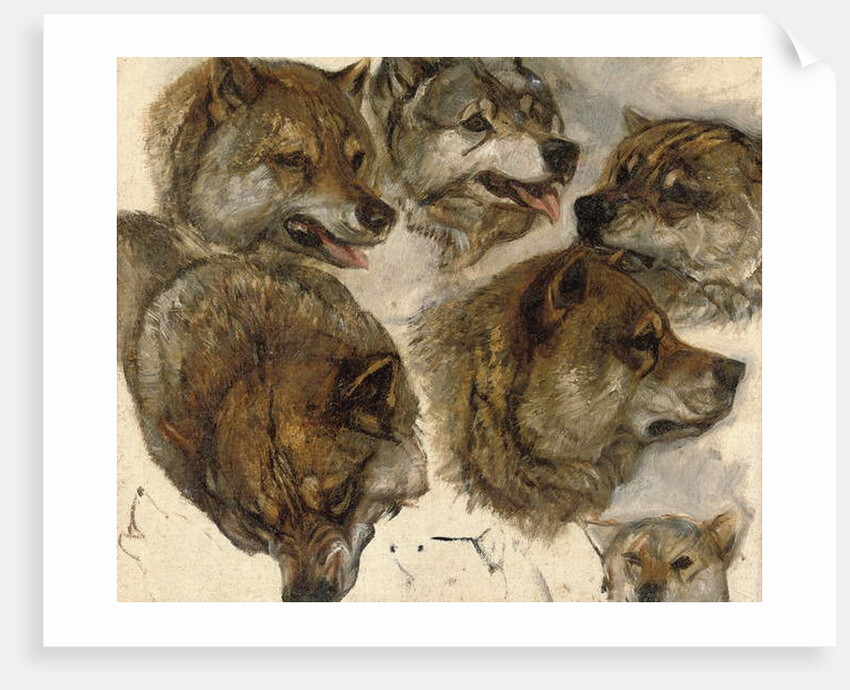 Studies of huskies' heads by George Bouverie Goddard