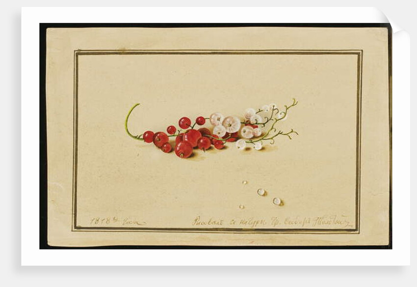 Red and White Currants, 1818 by Fedor Petrovich Tolstoy