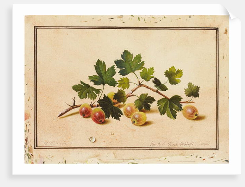 Gooseberries, 1818 by Fedor Petrovich Tolstoy