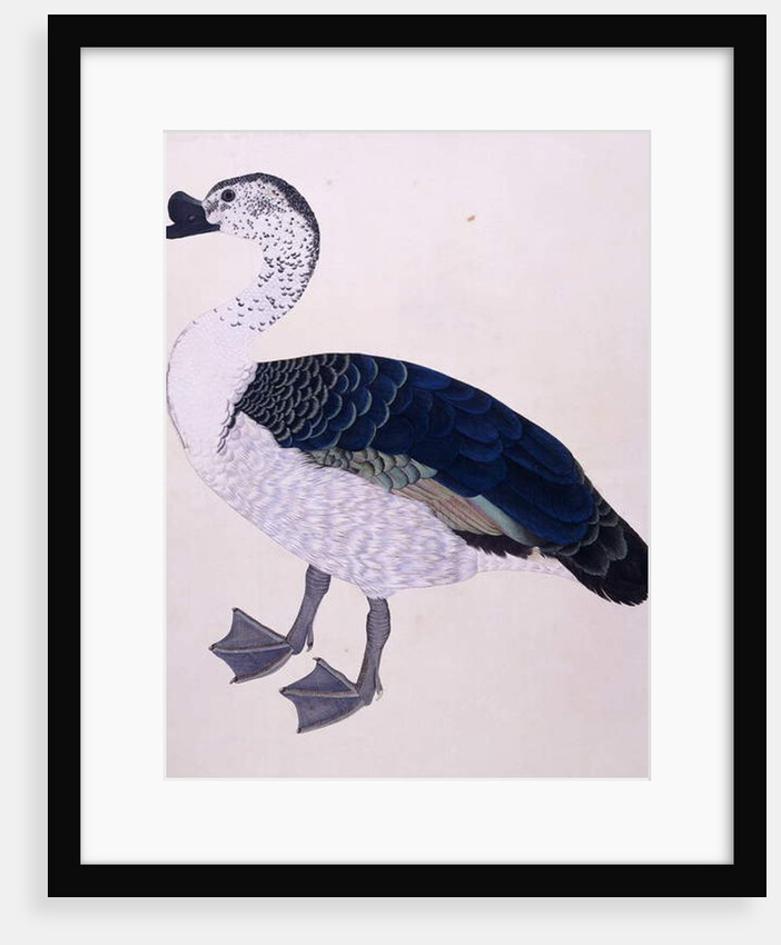 A Comb Duck, c.1800 by Indian School