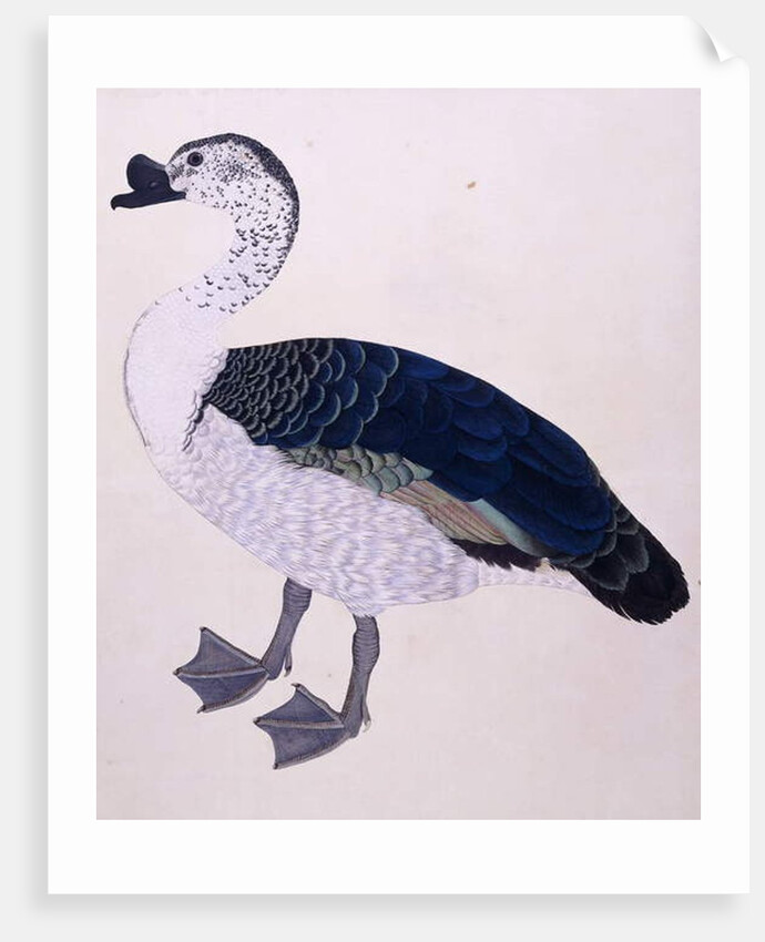 A Comb Duck, c.1800 by Indian School