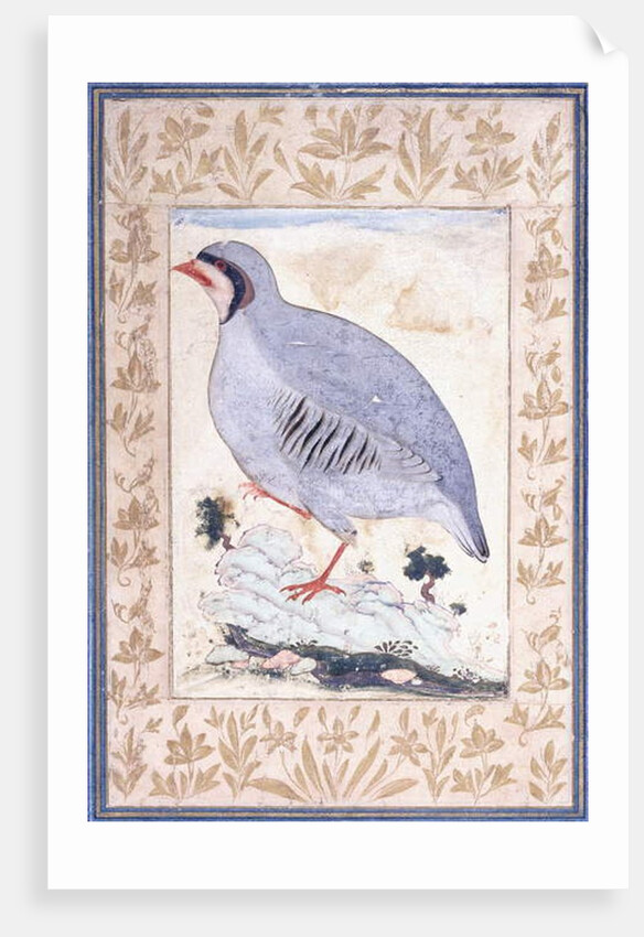 A Red-legged Partridge, c. mid 17th century by Persian School