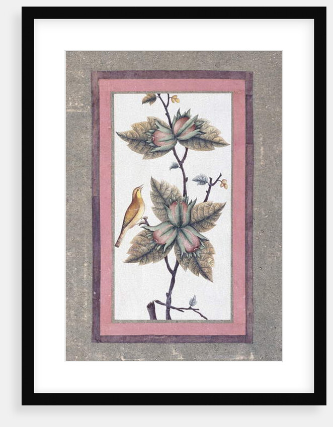 Bird and Flower Study, c.1780 by Persian School