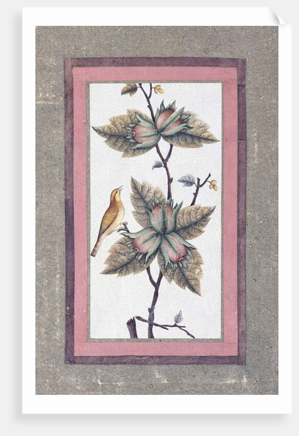Bird and Flower Study, c.1780 by Persian School
