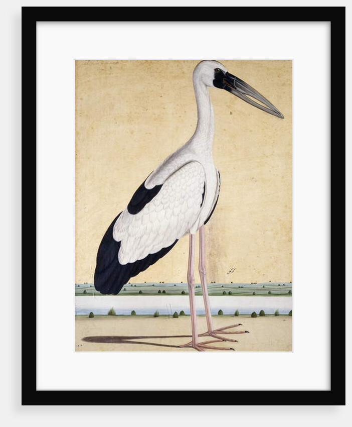 An Open-Beaked Stork, c. 1780 by Indian School