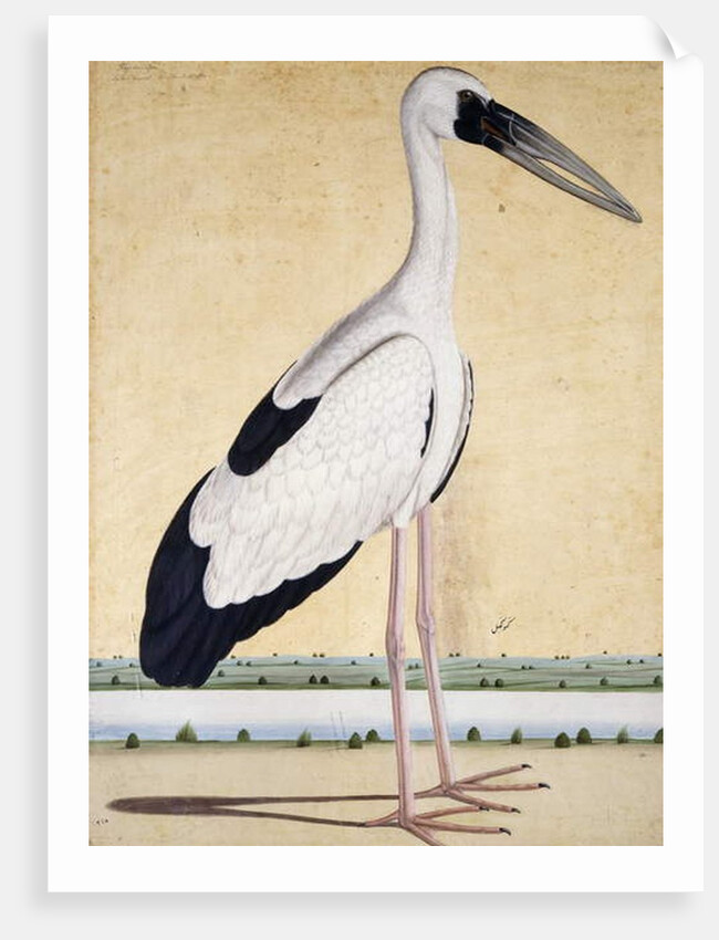 An Open-Beaked Stork, c. 1780 by Indian School