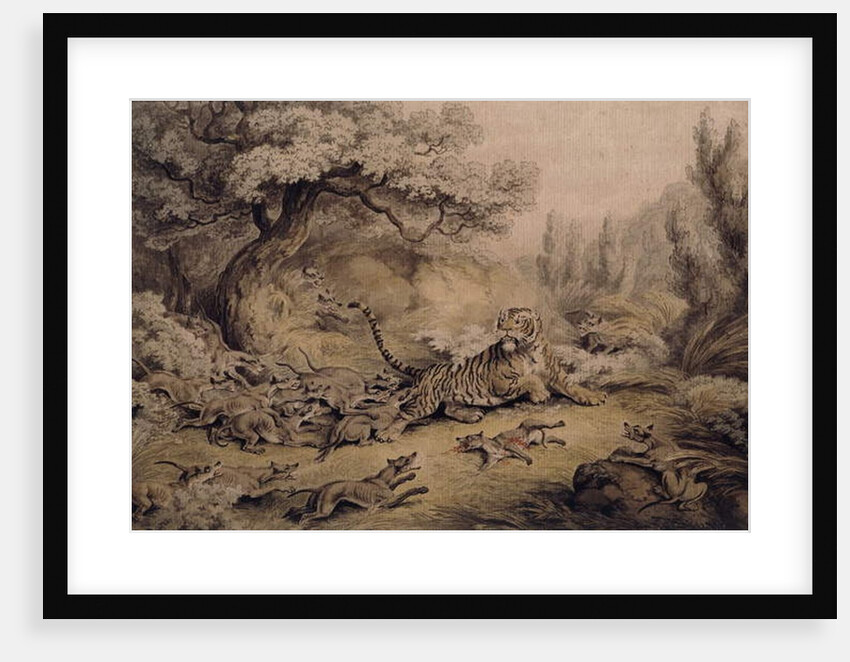 Wild Dogs Attacking a Tiger by Samuel Howitt