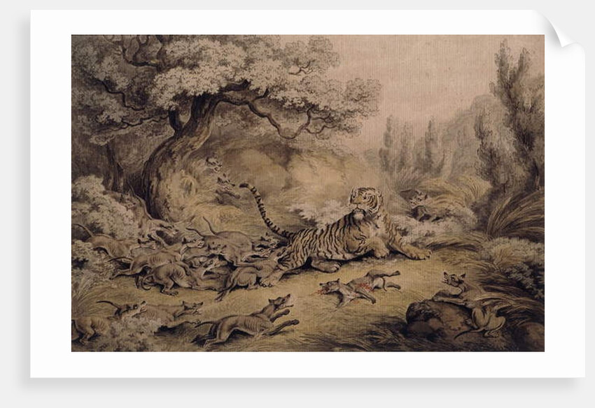Wild Dogs Attacking a Tiger by Samuel Howitt