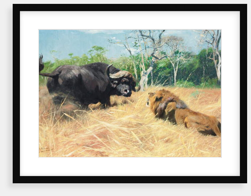 Buffalo and Lion Before the Fight by Wilhelm Kuhnert