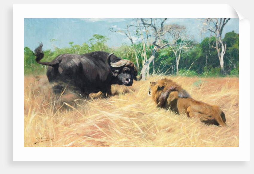 Buffalo and Lion Before the Fight by Wilhelm Kuhnert