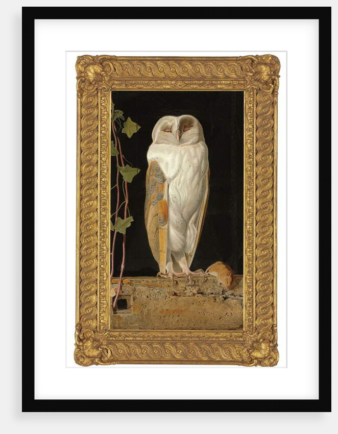 The White Owl, 1856 by William J. Webbe or Webb