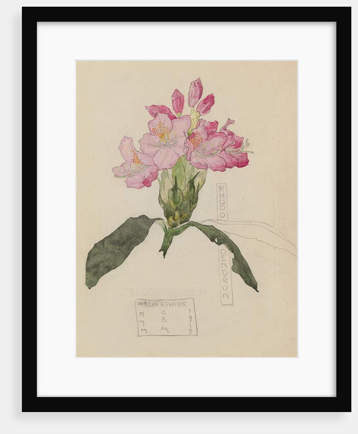 Study of a Rhododendron, 1915 by Charles Rennie & MacDonald Mackintosh Margaret (1864-1933) Mackintosh