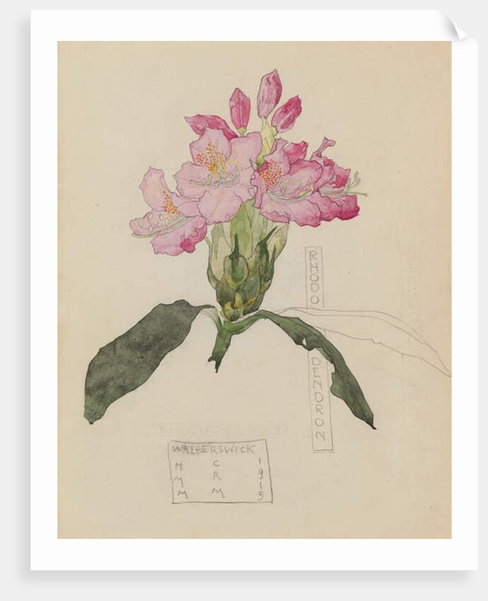 Study of a Rhododendron, 1915 by Charles Rennie & MacDonald Mackintosh Margaret (1864-1933) Mackintosh